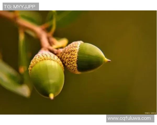 探索龟纹足球树的生态价值与保护意义,揭示其在自然界中的独特地位与作用